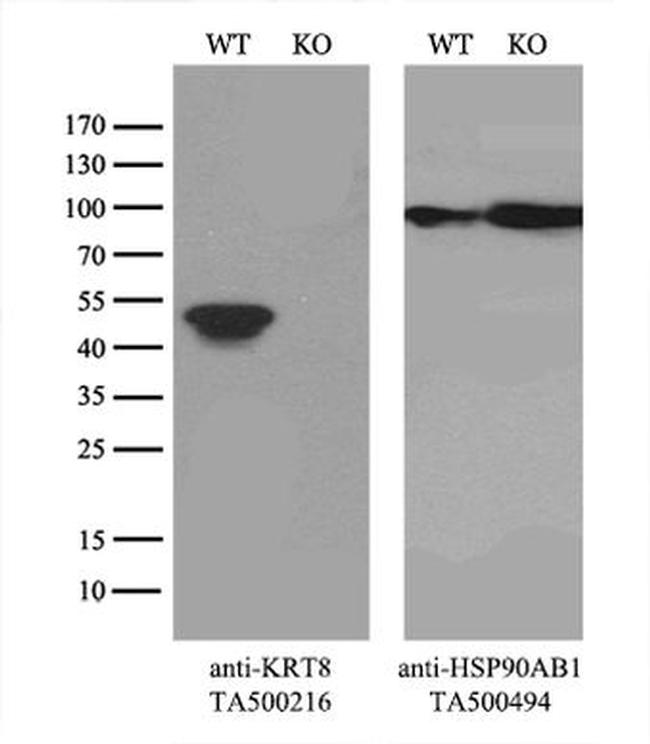 KRT8 Antibody in Western Blot (WB)