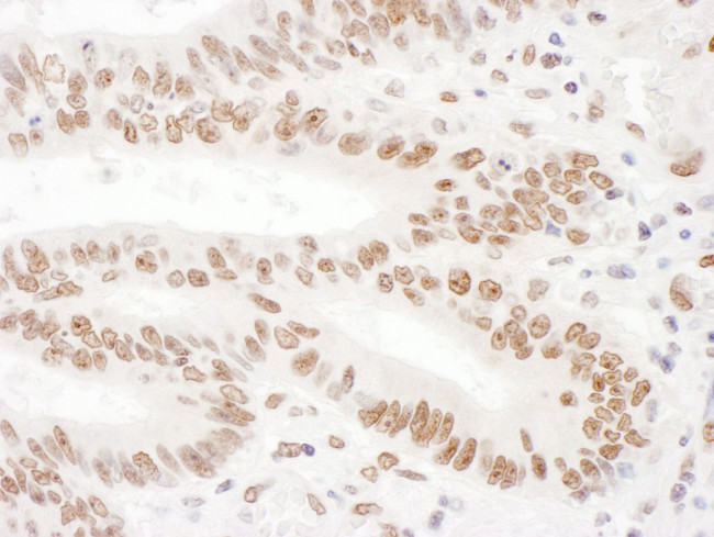 KSRP Antibody in Immunohistochemistry (IHC)