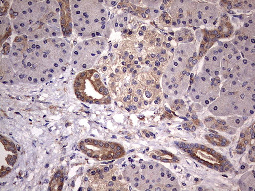 KYNU Antibody in Immunohistochemistry (Paraffin) (IHC (P))