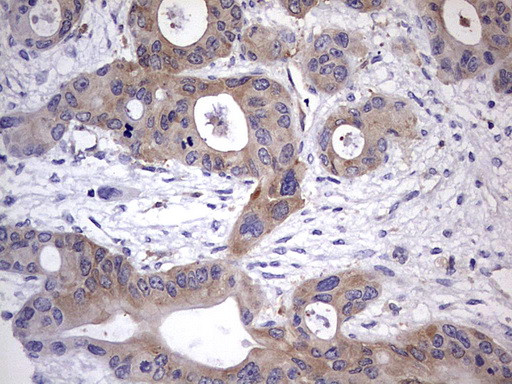 KYNU Antibody in Immunohistochemistry (Paraffin) (IHC (P))