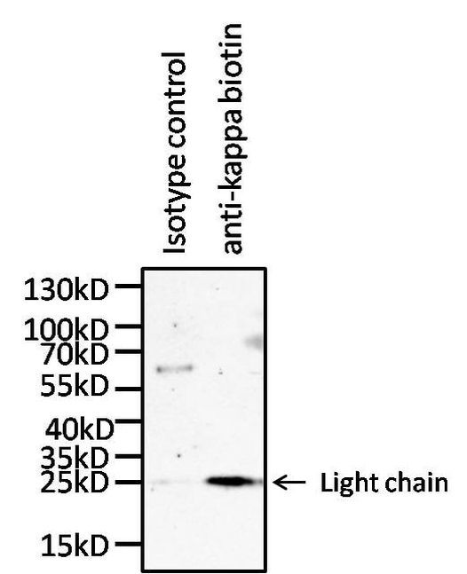 Human Kappa Light Chain Secondary Antibody in Immunoprecipitation (IP)