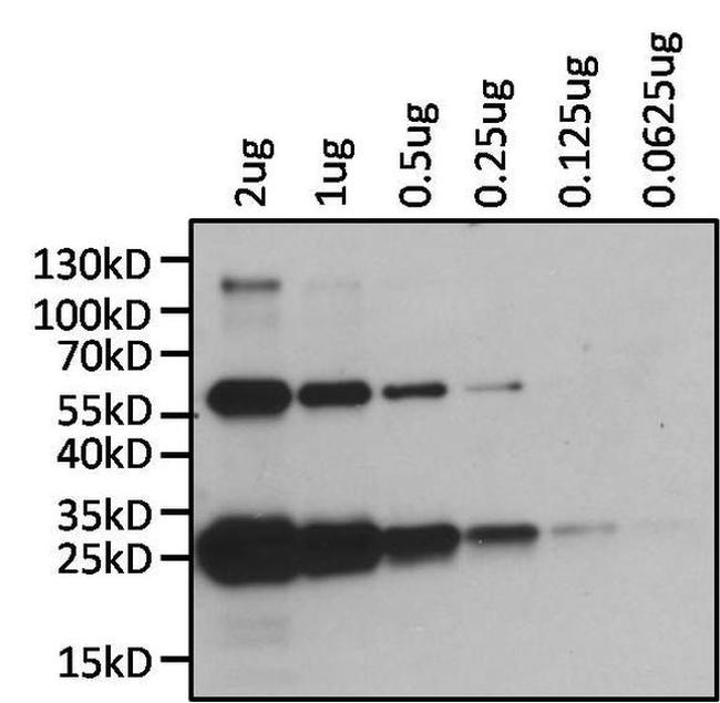 Human Kappa Light Chain Secondary Antibody in Western Blot (WB)