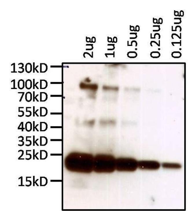 Human Kappa Light Chain Secondary Antibody in Western Blot (WB)