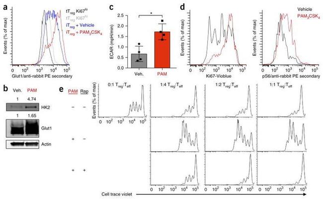 Ki-67 Antibody in Flow Cytometry (Flow)