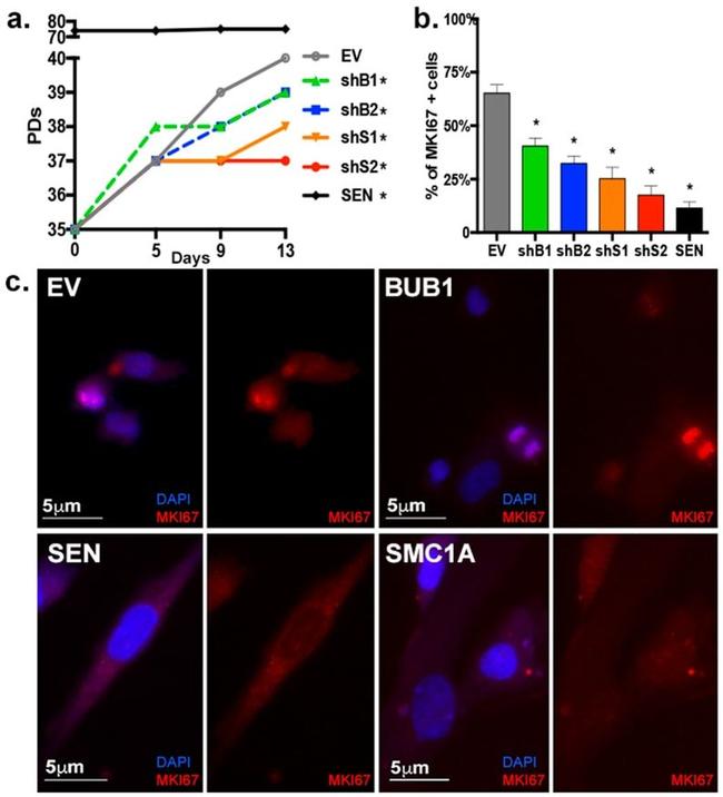 Ki-67 Antibody in Immunocytochemistry (ICC/IF)