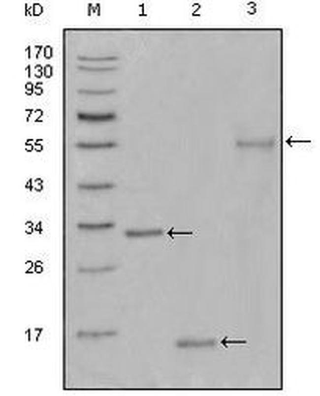 Ki-67 Antibody in Western Blot (WB)