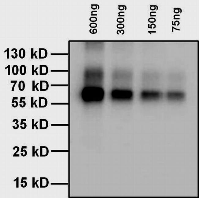 L-Thyroxine T4 Antibody in Western Blot (WB)