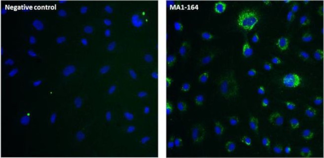 LAMP1 Antibody in Immunocytochemistry (ICC/IF)