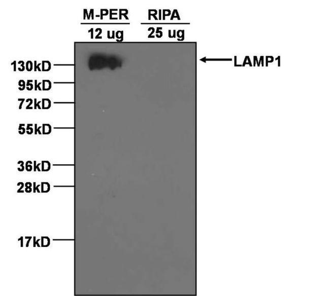 LAMP1 Antibody in Western Blot (WB)