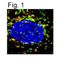 LAMP1 Antibody in Immunocytochemistry (ICC/IF)