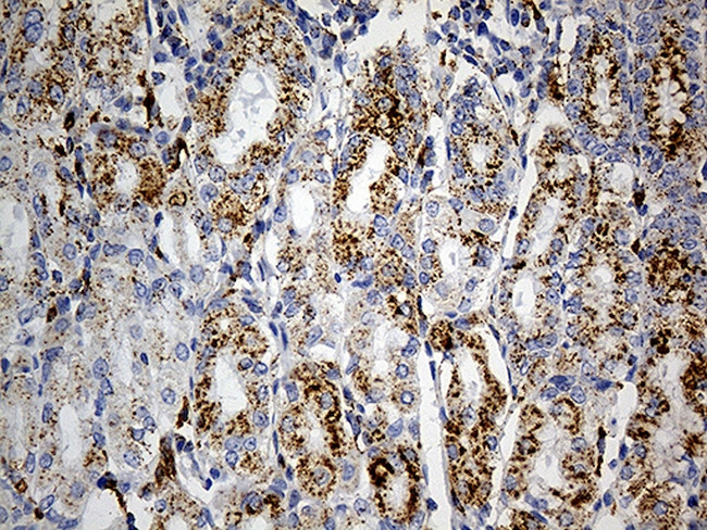 LAMP1 Antibody in Immunohistochemistry (Paraffin) (IHC (P))