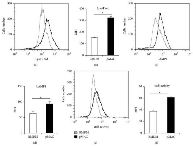 CD107a (LAMP-1) Antibody in Flow Cytometry (Flow)