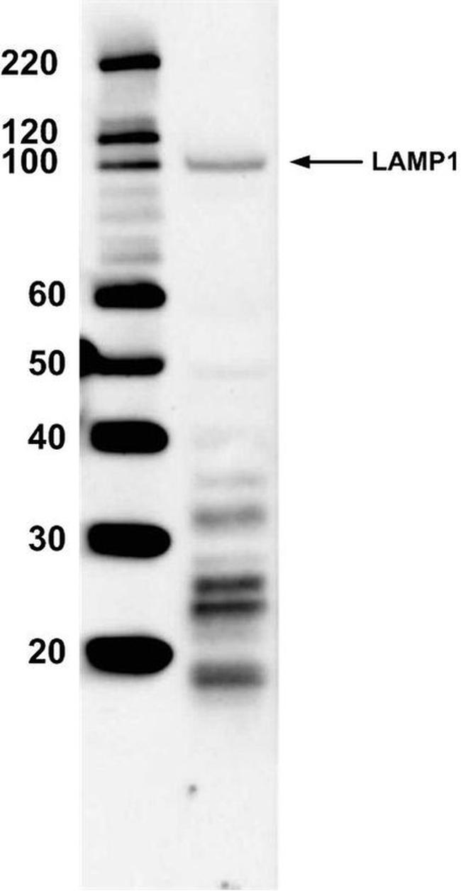 LAMP1 Antibody in Western Blot (WB)