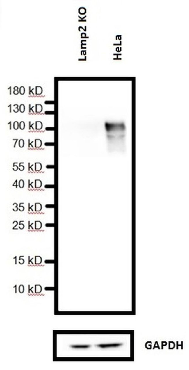 LAMP2 Antibody