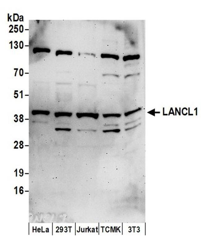 LANCL1 Antibody in Western Blot (WB)