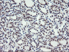 LANCL2 Antibody in Immunohistochemistry (Paraffin) (IHC (P))