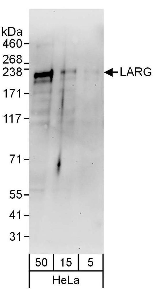 LARG Antibody in Western Blot (WB)