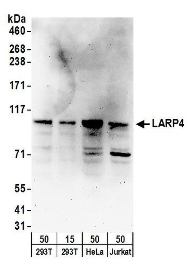 LARP4 Antibody in Western Blot (WB)