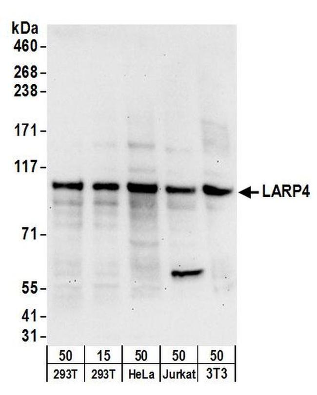 LARP4 Antibody in Western Blot (WB)