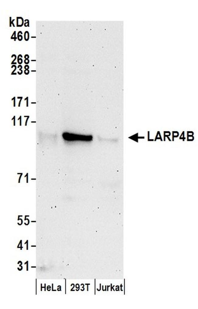 LARP4B Antibody in Western Blot (WB)