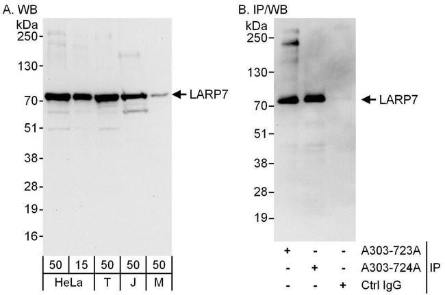 LARP7 Antibody in Western Blot (WB)