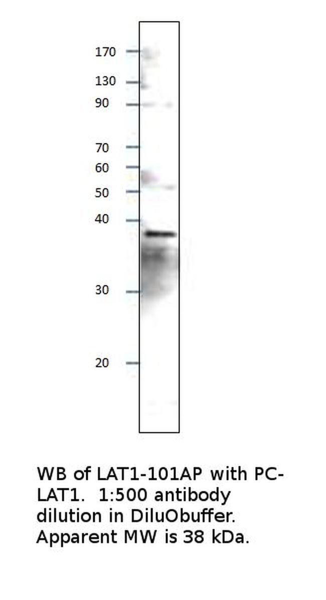 LAT Antibody in Western Blot (WB)