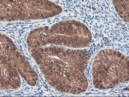 LCMT1 Antibody in Immunohistochemistry (Paraffin) (IHC (P))