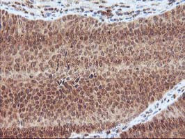 LCMT1 Antibody in Immunohistochemistry (Paraffin) (IHC (P))