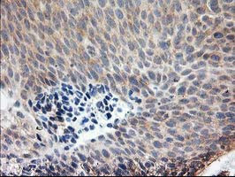 LCMT1 Antibody in Immunohistochemistry (Paraffin) (IHC (P))