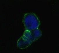 LCN1 Antibody in Immunocytochemistry (ICC/IF)