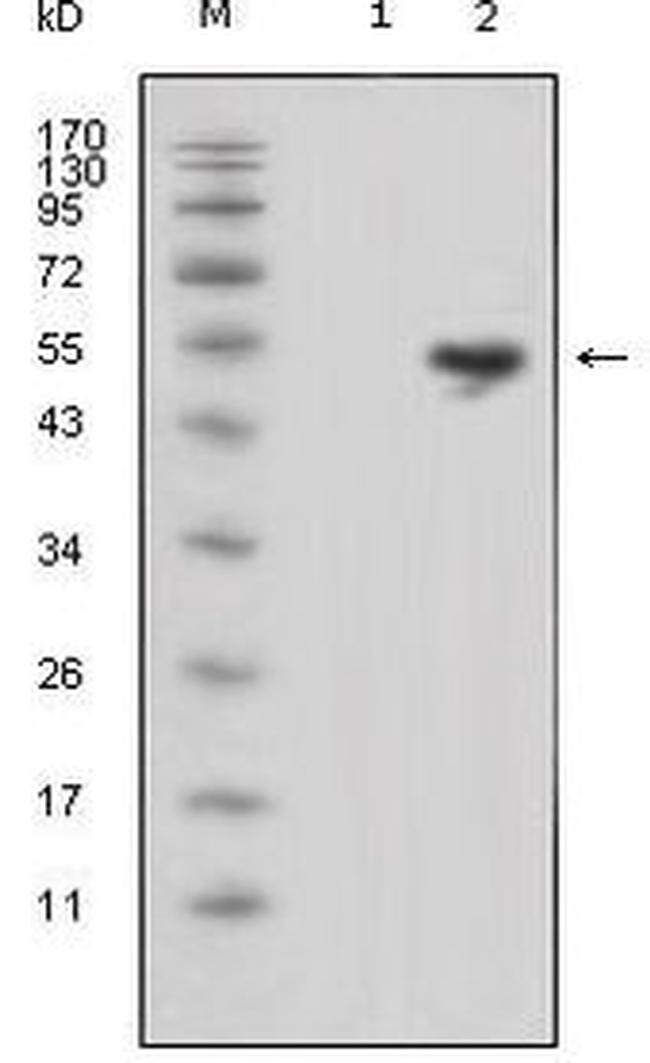 LCN1 Antibody in Western Blot (WB)