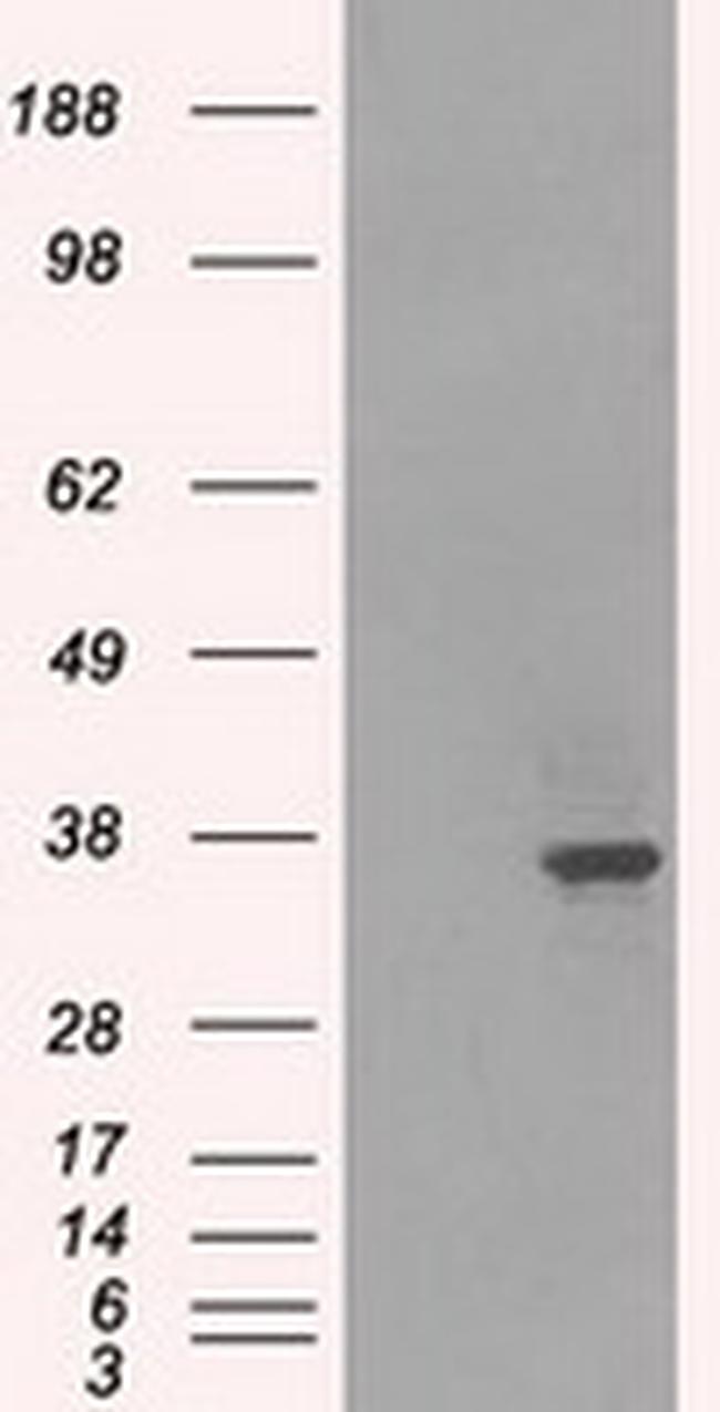 LDHA Antibody in Western Blot (WB)