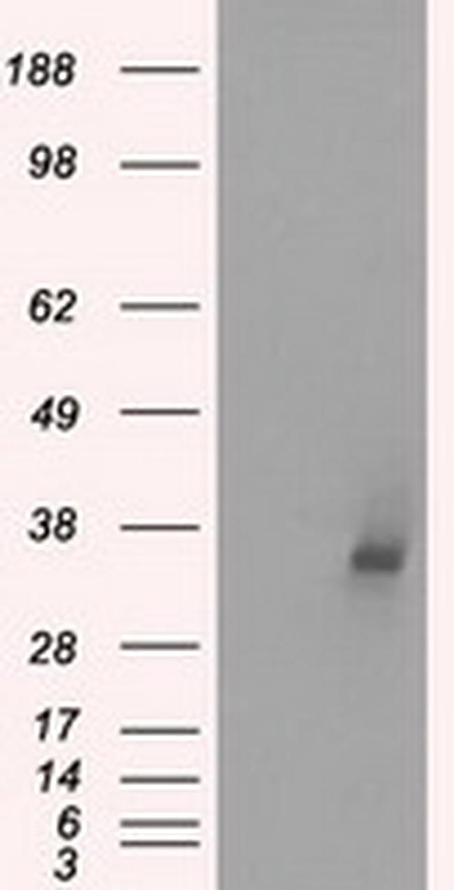 LDHA Antibody in Western Blot (WB)