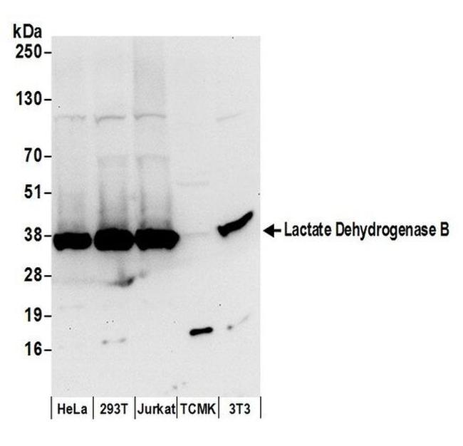 Lactate Dehydrogenase B/LDHB Antibody in Western Blot (WB)