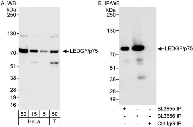 LEDGF/p75 Antibody in Western Blot (WB)