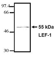 LEF1 Antibody in Western Blot (WB)