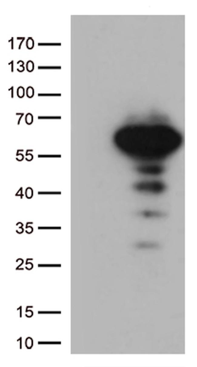 LEF1 Antibody in Western Blot (WB)