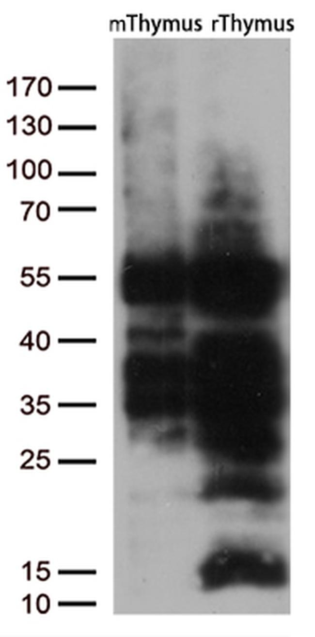 LEF1 Antibody in Western Blot (WB)