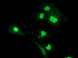 LENG1 Antibody in Immunocytochemistry (ICC/IF)