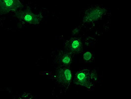 LENG1 Antibody in Immunocytochemistry (ICC/IF)