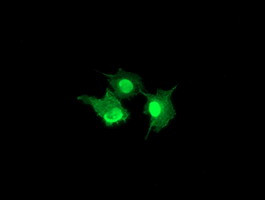 LENG1 Antibody in Immunocytochemistry (ICC/IF)