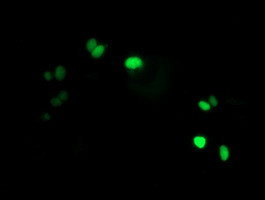 LENG1 Antibody in Immunocytochemistry (ICC/IF)