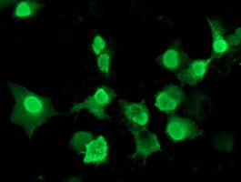 LENG1 Antibody in Immunocytochemistry (ICC/IF)