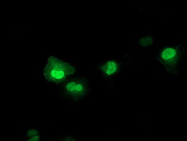 LENG1 Antibody in Immunocytochemistry (ICC/IF)