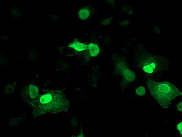 LENG1 Antibody in Immunocytochemistry (ICC/IF)