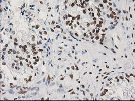 LENG1 Antibody in Immunohistochemistry (Paraffin) (IHC (P))