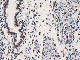 LENG1 Antibody in Immunohistochemistry (Paraffin) (IHC (P))