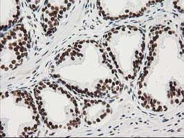 LENG1 Antibody in Immunohistochemistry (Paraffin) (IHC (P))