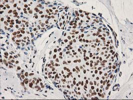 LENG1 Antibody in Immunohistochemistry (Paraffin) (IHC (P))