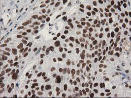 LENG1 Antibody in Immunohistochemistry (Paraffin) (IHC (P))